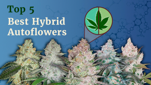 Les 5 Meilleures Souches à Autofloraisons Hybrides