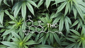 Qué és el THC?