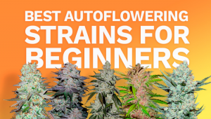 The Best Autoflowering Strains For Beginners | Fast Buds