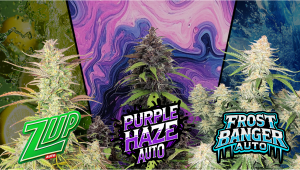 Frostbanger Auto, Purple Haze Auto and Z-Up are Back in Stock
