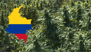 La Colombie légalise lexportation de cannabis, ce qui renforce le secteur