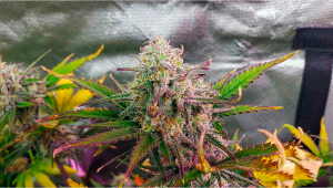 LHistoire de la Souche Girl Scout Cookies