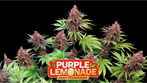 Purple Lemonade FF Cannabis Strain Week-by-Week Guide