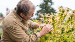 Californias Farmers Let Their Marijuana Rot in the Fields