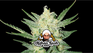 Afghan Kush Auto Cannabis Strain Week-by-Week Guide