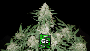 Green Crack Auto Cannabis Strain Week-by-Week Guide