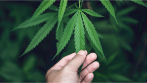 Wie du beim Cannabisanbau eine Nährstoffsperre vermeiden und behandeln kannst 