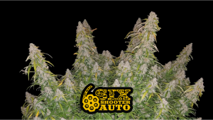 Fast Buds – Six Shooter Auto {AUTOFEM} [5pk], Free Seed With Every Order
