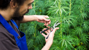 Is het veilig om zelfbloeiende cannabis te ontbladeren