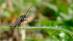 Las plagas más comunes en el cannabis: Mosquitos de hongos