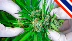 Thailand will ein Forschungszentrum für medizinisches Cannabis eröffnen