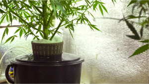 Les meilleurs nutriments du cannabis pour les installations hydroponiques