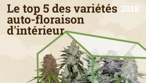 Le top 5 des variétés auto-floraison dintérieur