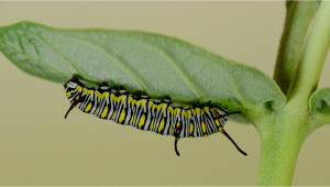 Most Common Pests in Cannabis Caterpillars