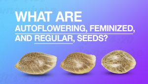 What Are Autoflowering, Feminized, and Regular Seeds?