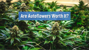 Are Autoflowers Worth it
