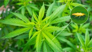 Schädlinge bei Cannabis: Thripse