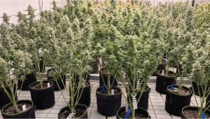 Taking Data About The Last Generation of Strawberry Banana Auto