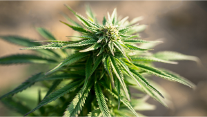 White Widow Auto Cannabis Strain Week-by-Week Guide