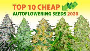  Top 10 semillas autoflorecientes baratas 2020