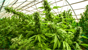 7 Top Tips On Supporting Heavy Buds Indoors 2022