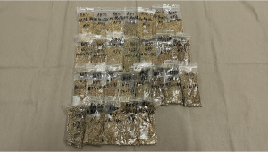 Mendobreath Auto IBL x Frostbanger F4 Seed Selection in Progress