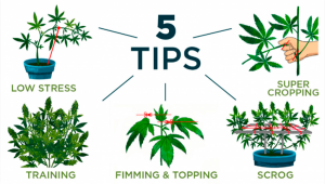 5 Top Tips On Training Your Cannabis Plants