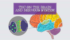 THC Effects On Your Brain and Nervous System