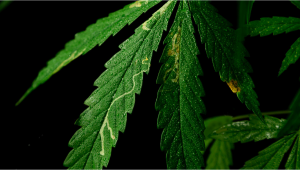 Schädlinge bei Cannabis: Minierfliegen