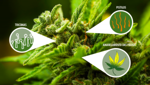 Qual É O Melhor Momento Para Colher Plantas De Cannabis Autoflorescente?