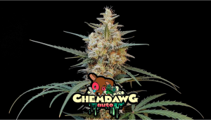 Chemdawg Auto Cannabis Strain Week-by-Week Guide