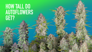 How Tall Do Autoflowers Get?
