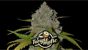 Tangie Auto Cannabis Strain Week-by-Week Guide