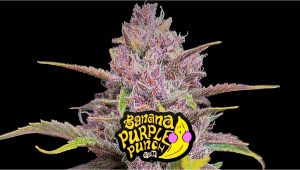 Banana Purple Punch Auto Cannabissorte: Wochenweiser Anbauleitfaden