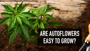 Are Autoflowers Easy to Grow?