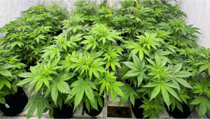 2026 Update On the Lemon Cherry Cookies Production