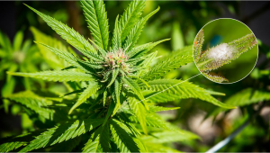 Moho en plantas de cannabis: todo lo que necesitas saber