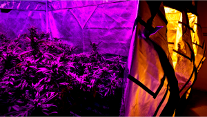 The Benefits of Cannabis Growing Tents