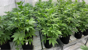 Lemon Cherry Cookies Auto: Pollination Setup & Parent Selection