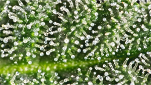 What Are Trichomes And Their Importance