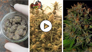 Wyniki lutowego konkursu wideo na Discordzie już są