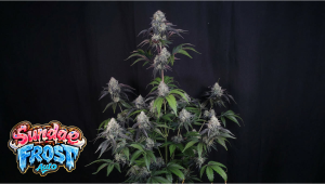 Sundae Frost Auto: Evaluare ciclu rapid