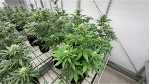 Autoflower Breeding Test: Evaluating 367 Plants Across Multiple Projects