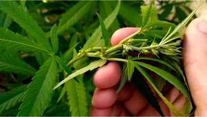 Wie Du das Geschlecht Deiner Cannabispflanzen erkennst