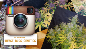 Instagram Suspends Fast Buds' Account