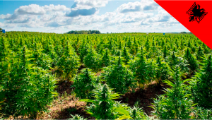 Albania to Allow Commercial Cultivation of Medical Cannabis and Hemp