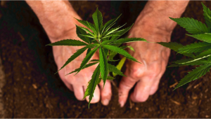 Growing Autoflowering Cannabis Plants Using Organic Fertilizers