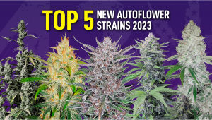 Die 5 besten neuen Autoflowering-Sorten