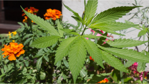 Growing marijuana on balcony