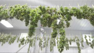 How to Dry Cannabis Buds